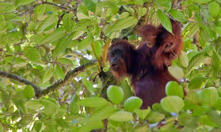 The Places You’ll Go: Camp Leakey Orangutan Research Center