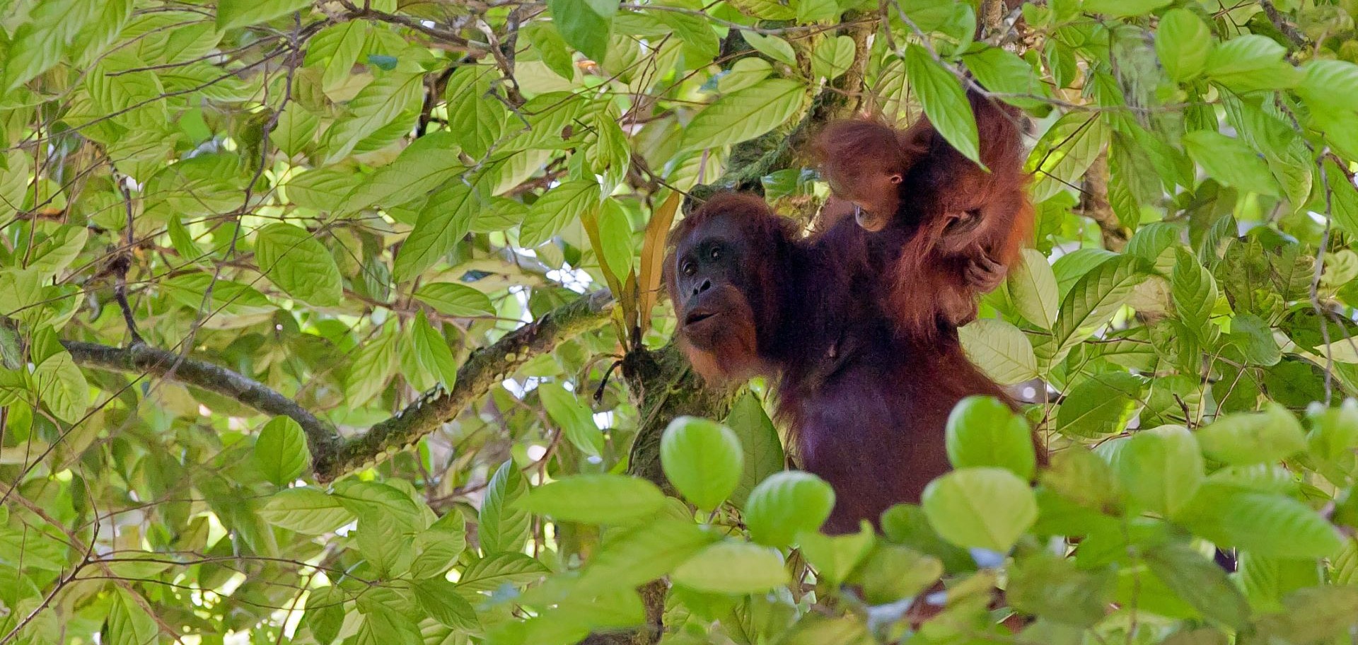 Orangutan with baby