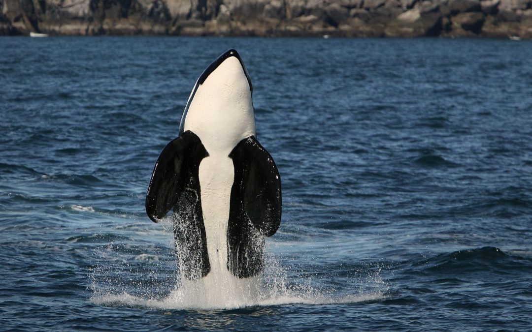 Species Spotlight: Orca