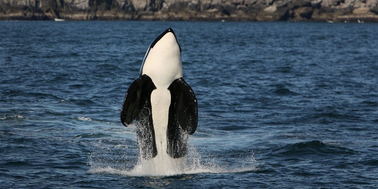 Species Spotlight: Orca