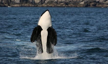 Species Spotlight: Orca