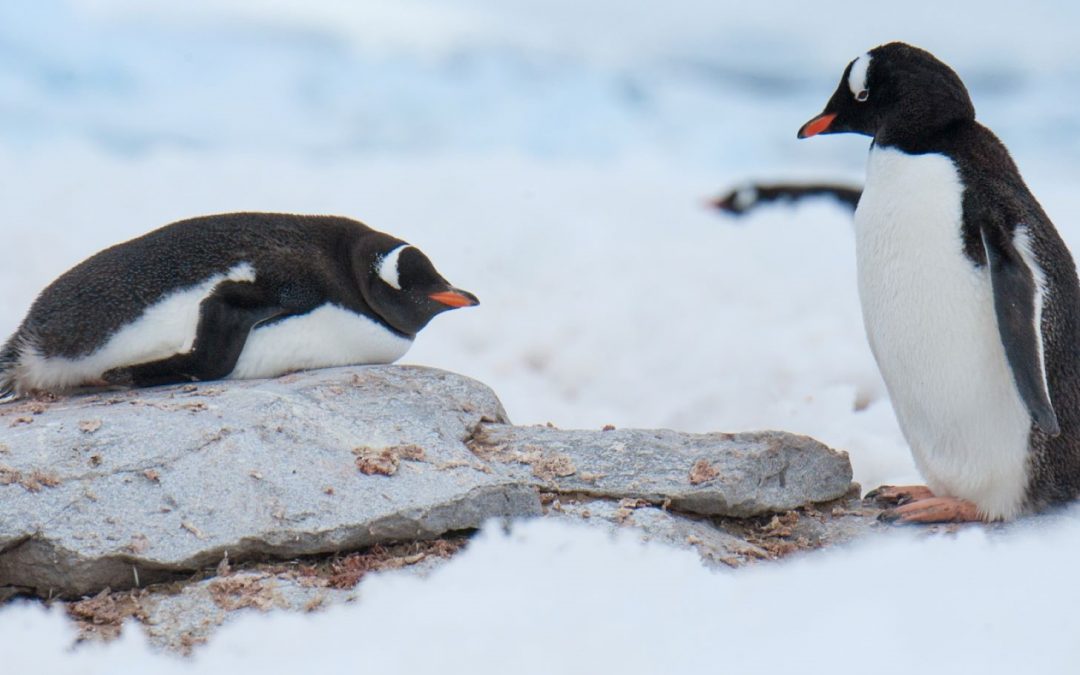 Where in the World You Can See Penguins