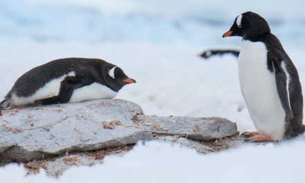 Where in the World You Can See Penguins