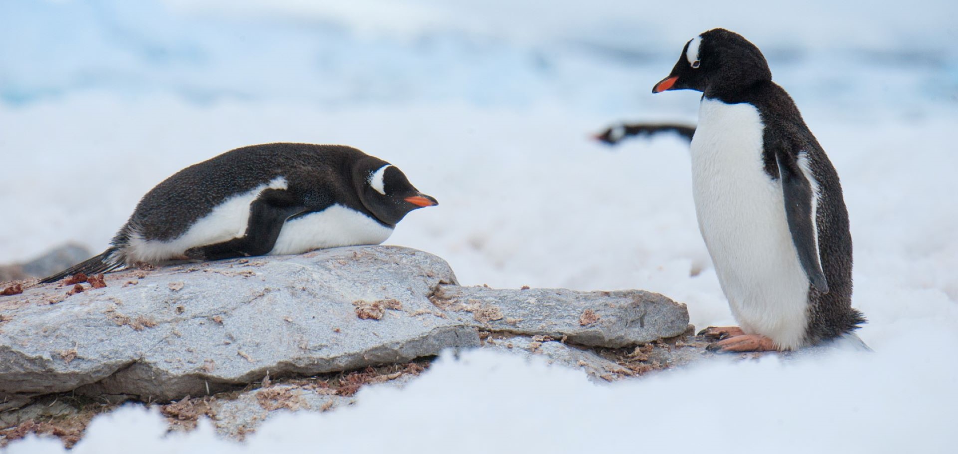 penguins