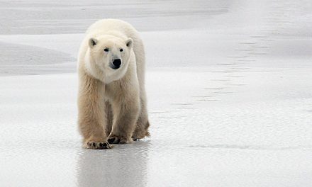 “New” Greenland Polar Bears Found