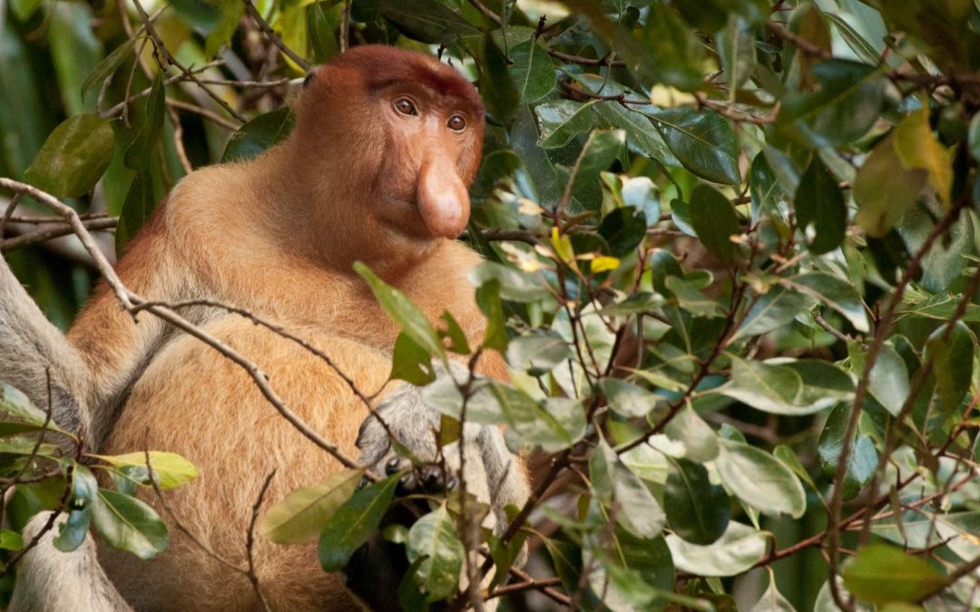 Rare and Remarkable Wildlife of Borneo: A Jungle Safari