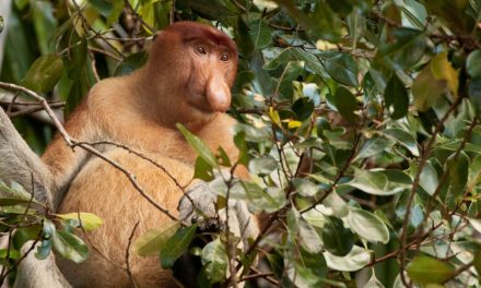 Rare and Remarkable Wildlife of Borneo: A Jungle Safari