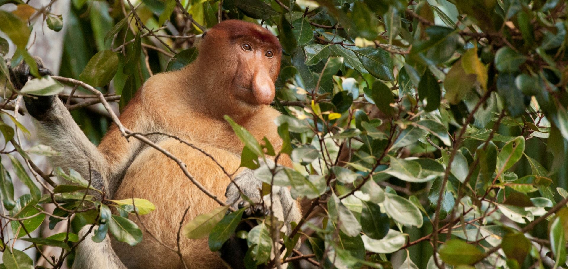 Proboscis monkey