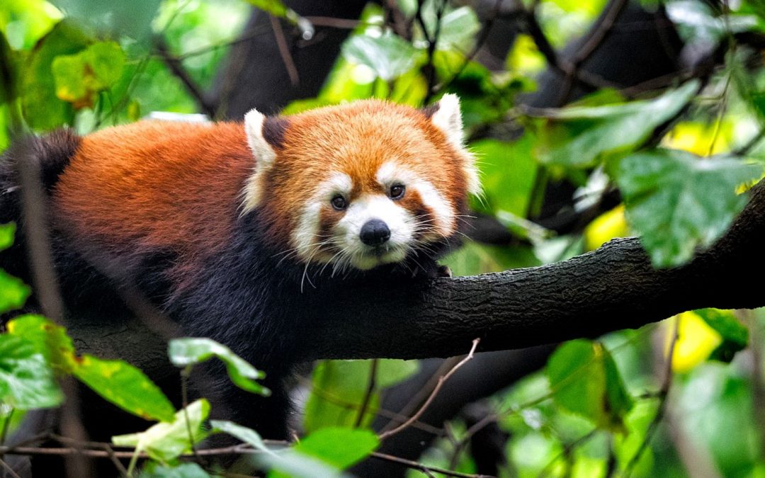 China’s Other Incredible Wildlife