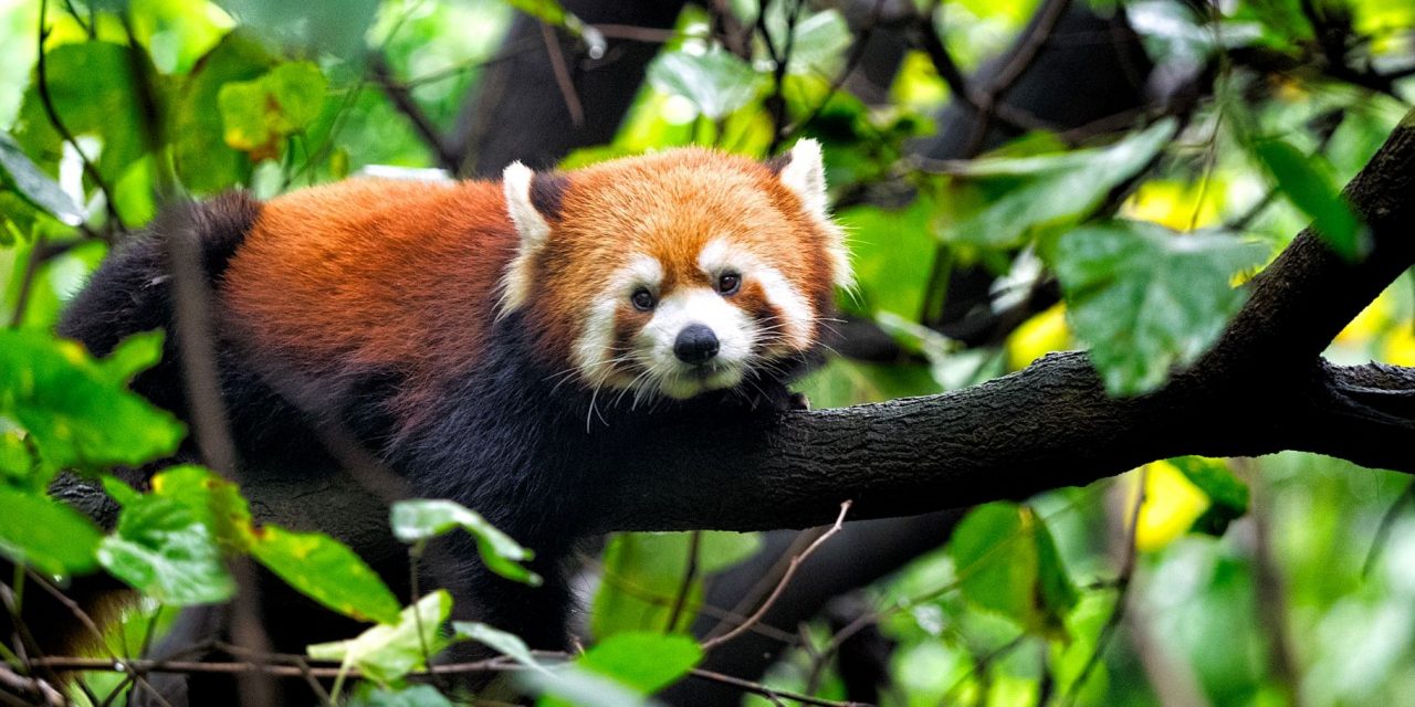 China’s Other Incredible Wildlife