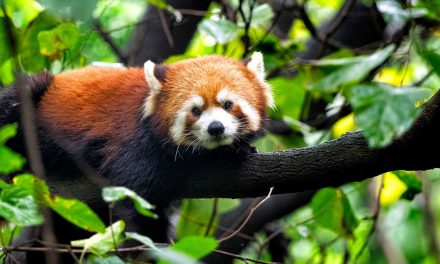China’s Other Incredible Wildlife