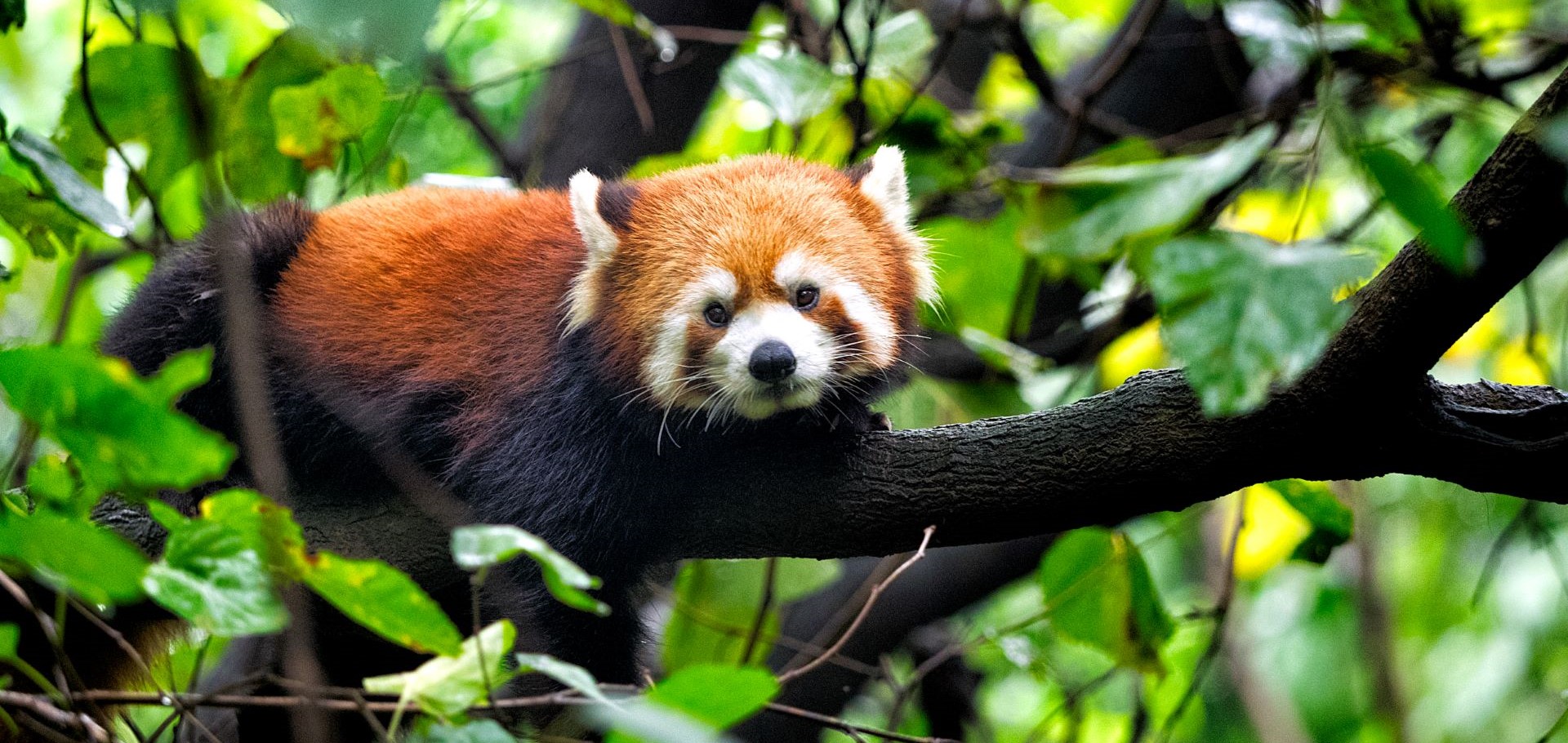 Red panda in a tree in China