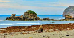 Southern Australia Sea Lion