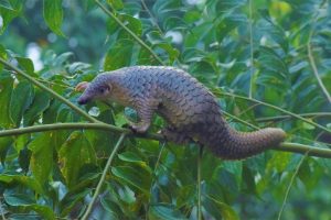 Sunda Pangolin Borneo