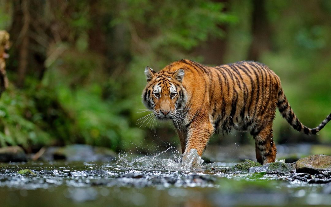 The Rise of the Tiger