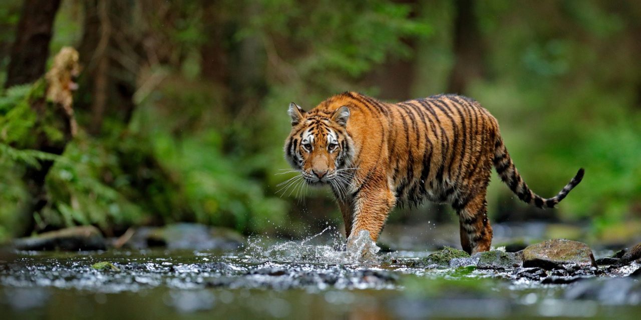 The Rise of the Tiger