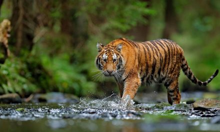 The Rise of the Tiger