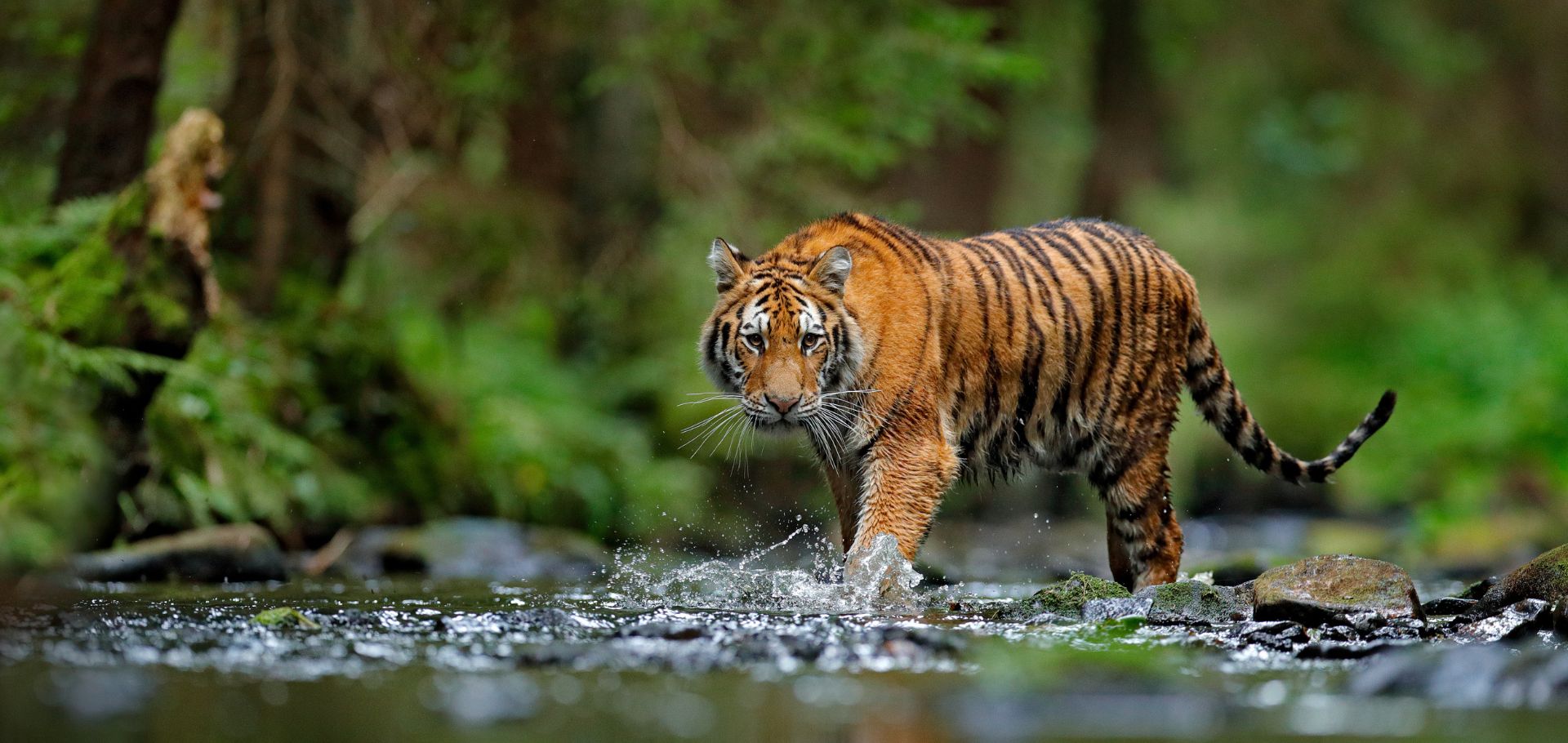Siberian Tiger, or Amur tiger, (Panthera tigris altaica) walking in the water in Russia. [Captive]