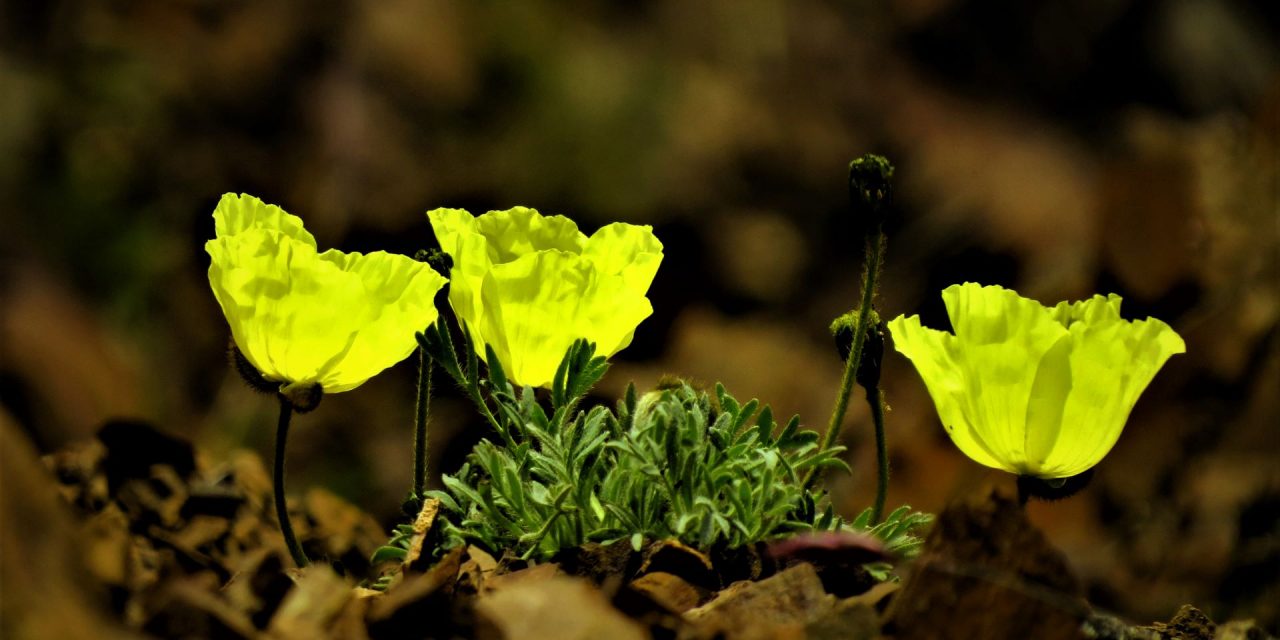 5 National Parks to Visit During Wildflower Season