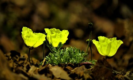 5 National Parks to Visit During Wildflower Season