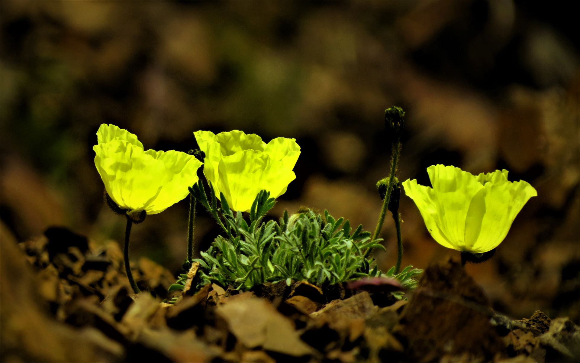 Yellow wildflowers
