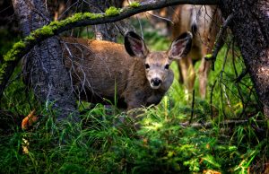 Mule deer Yellowstone National Park