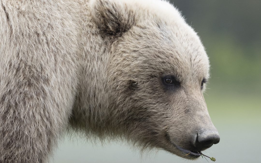 Petitioning for Pebble