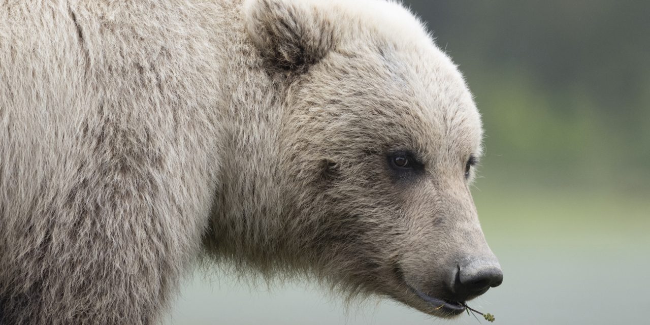 Petitioning for Pebble