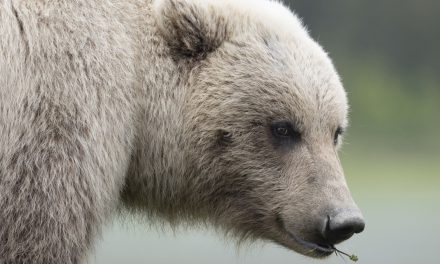 Petitioning for Pebble