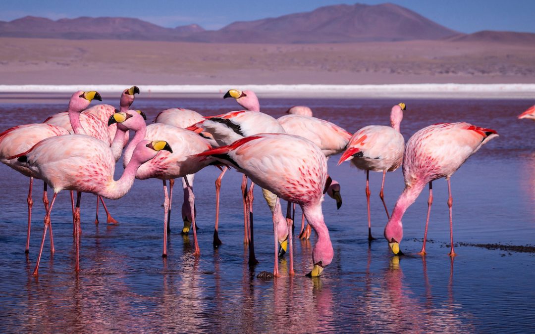 International Day for Biological Diversity: Discover Earth’s Biodiversity Hotspotswith Nat Hab