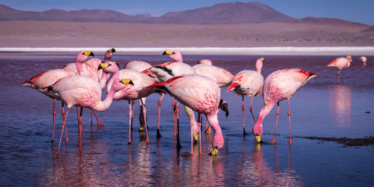 International Day for Biological Diversity: Discover Earth’s Biodiversity Hotspots</br>with Nat Hab