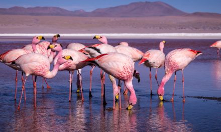 International Day for Biological Diversity: Discover Earth’s Biodiversity Hotspots</br>with Nat Hab