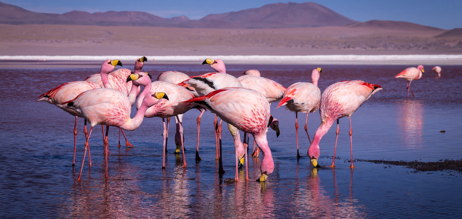 Group of pink flamingos in the colorful water of Laguna Colorada, a popular stop on the Roadtrip to Uyuni Salf Flat, Bolivia