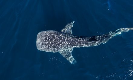 Close Encounters: Swimming with Whale Sharks