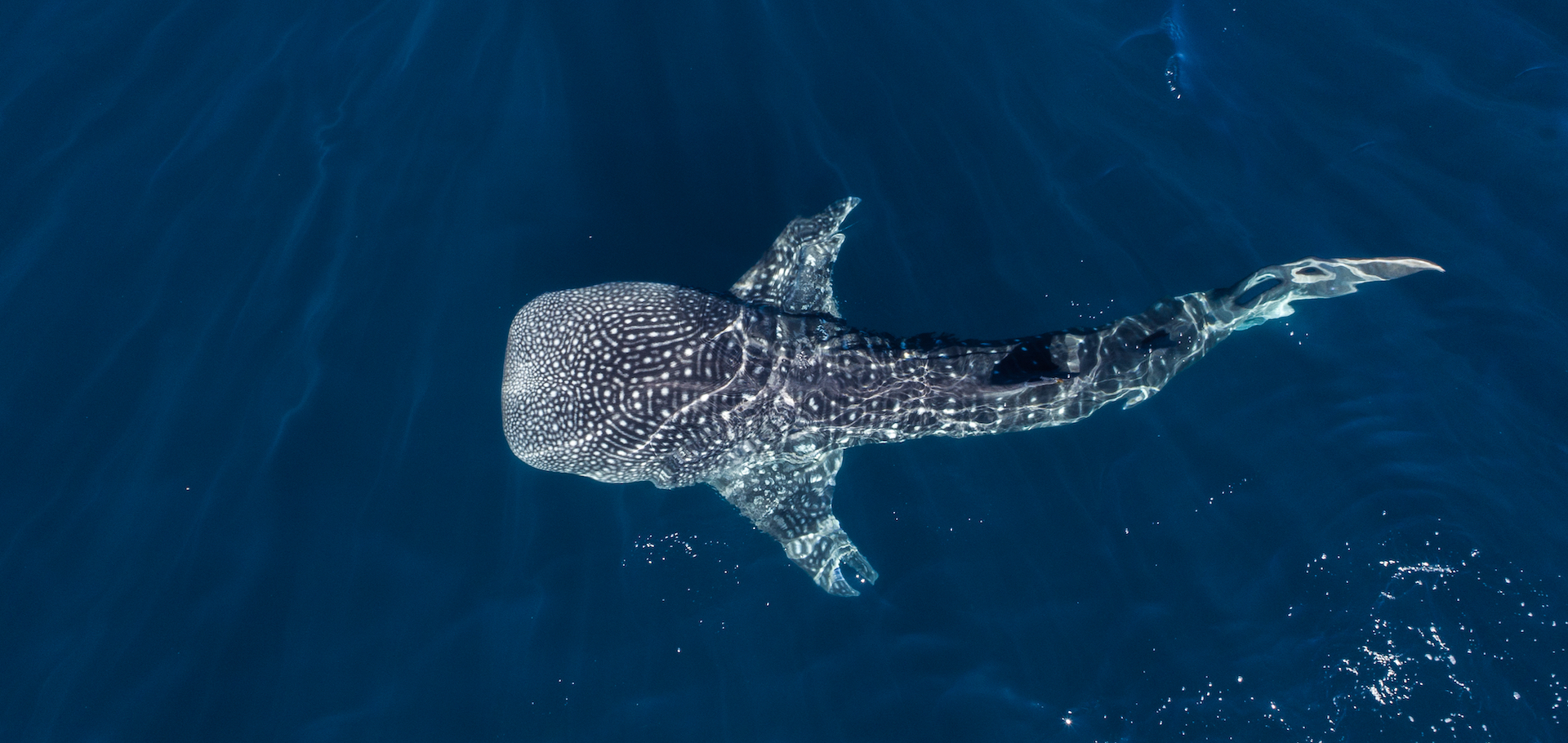 A whale shark swimming in Mexico.
