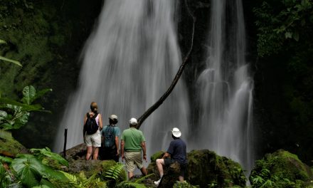World Rainforest Day