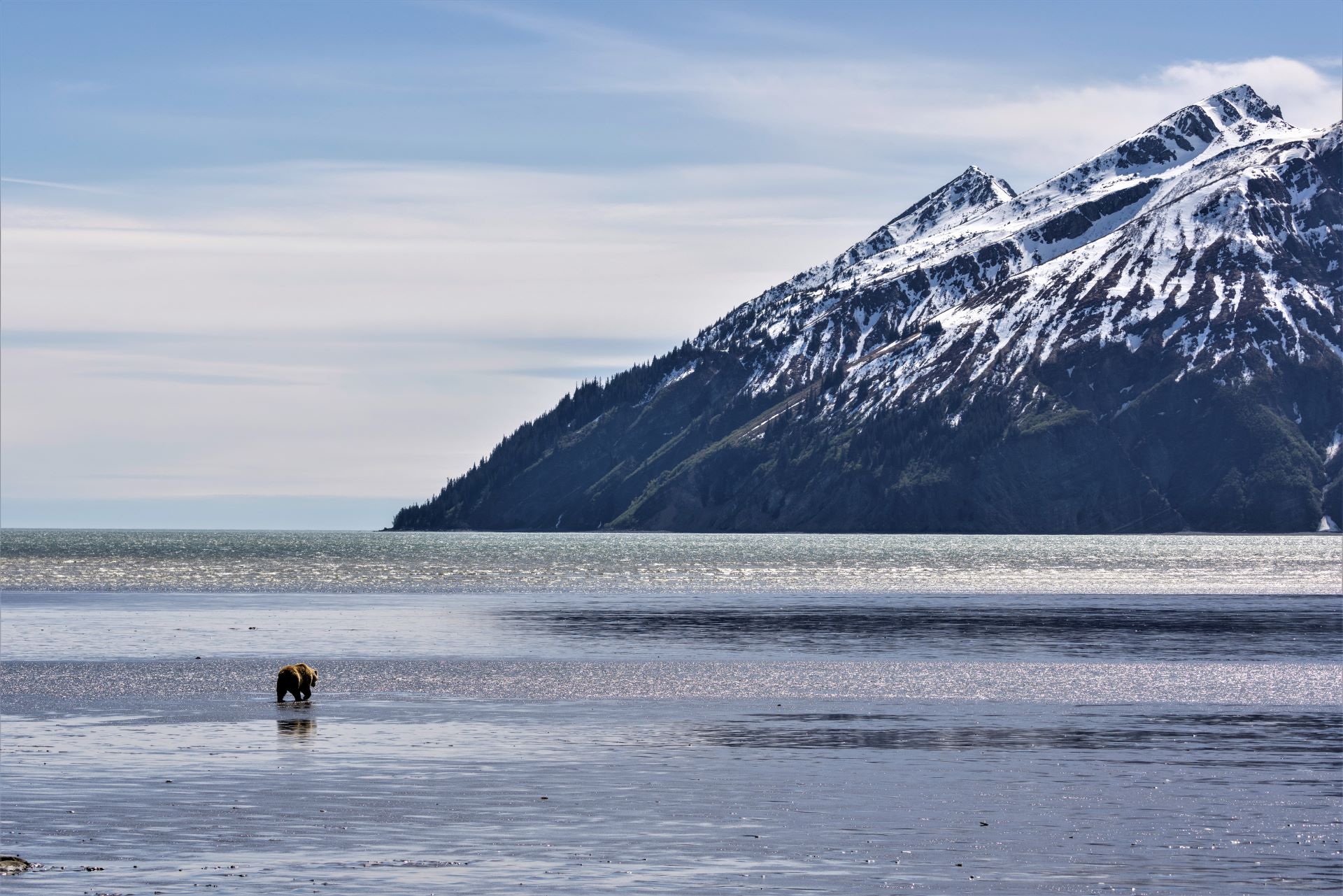 A Landscape with a bear in Alaska