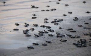 Baby Sea Turtles making their way to the ocean