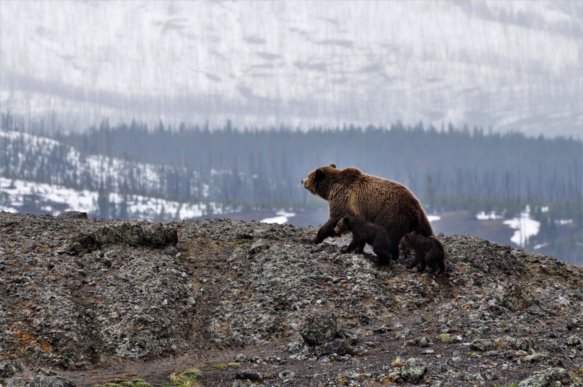 A Bear family looking over a high rock in Yellowstone.
