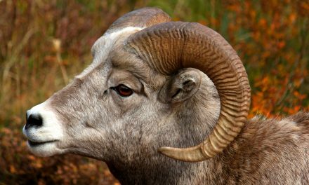 Battling Animals: Real Head Traumas and Fake Fierceness