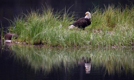 We Can Have Both: Clean Energy and Conservation Programs