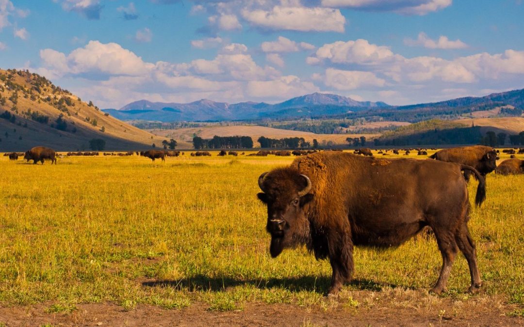 National Bison Month: From Conflict to Conservation