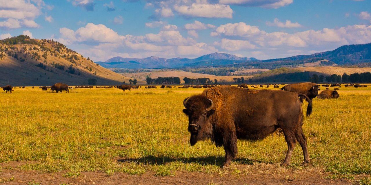 National Bison Month: From Conflict to Conservation