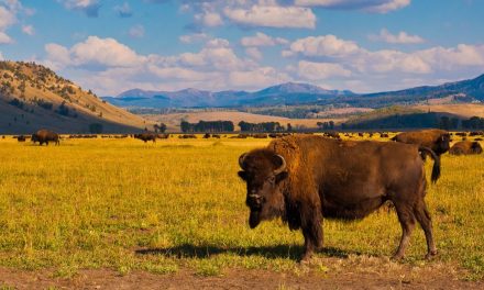 National Bison Month: From Conflict to Conservation