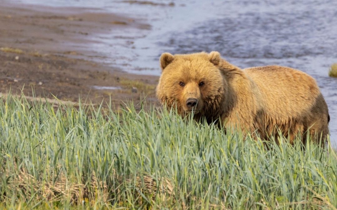 Bunk With a Brown Bear: Nat Hab’s New Alaska Bear Camp