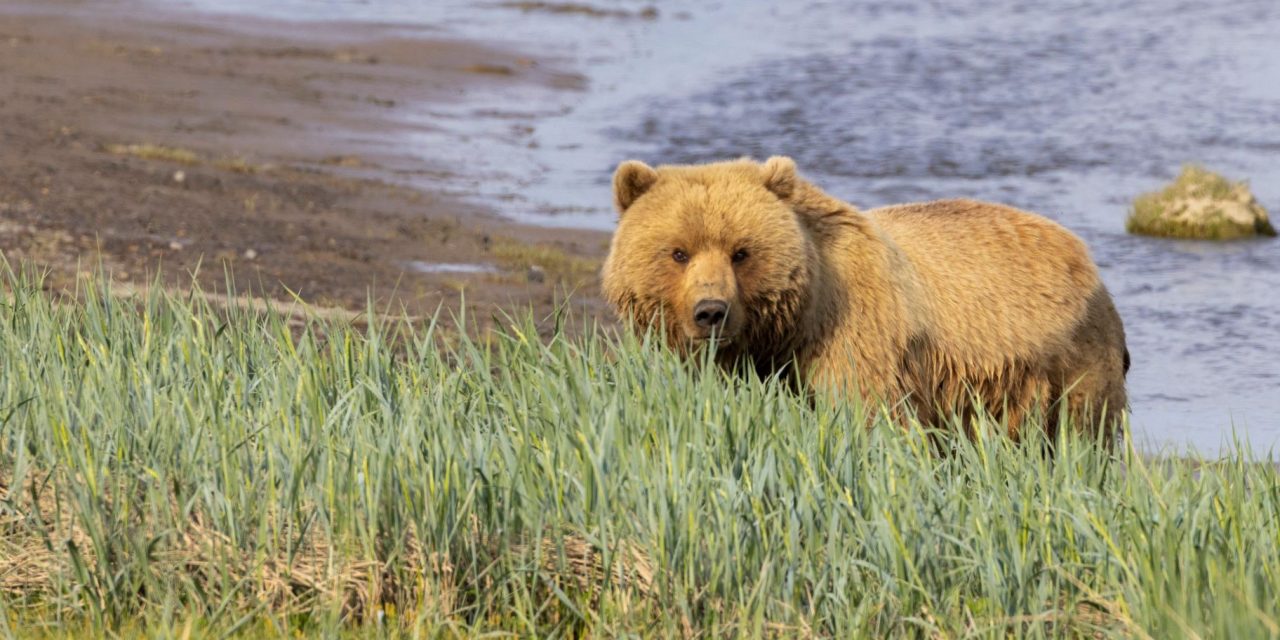 Bunk With a Brown Bear: Nat Hab’s New Alaska Bear Camp