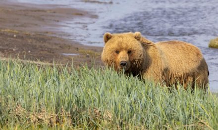 Bunk With a Brown Bear: Nat Hab’s New Alaska Bear Camp