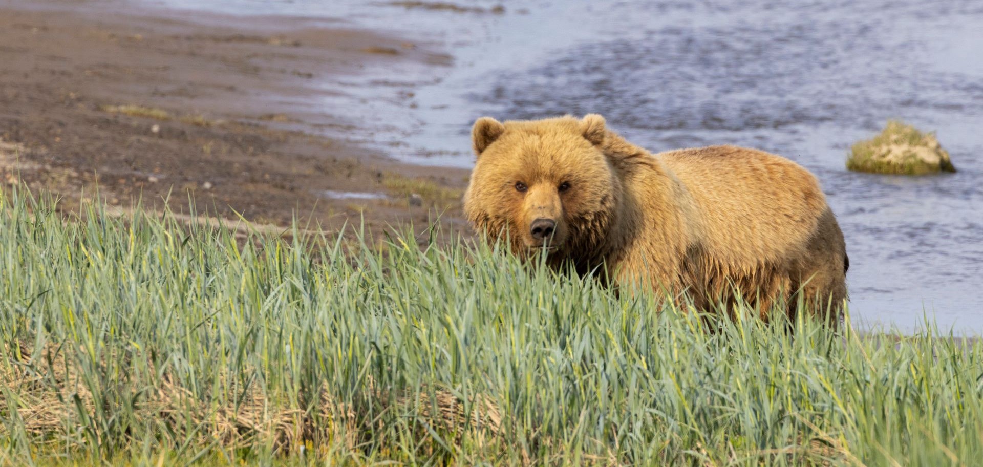 Brown Bear Alaska Bear Camp