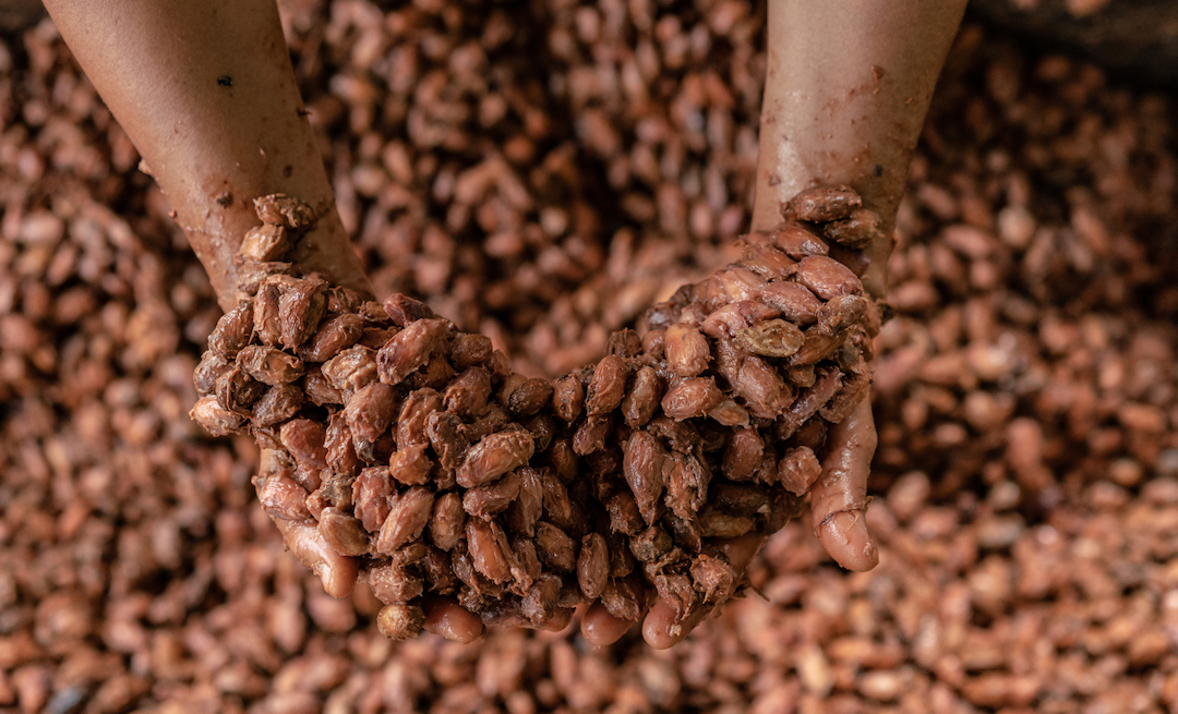 The Origins of Chocolate and the Case for Sustainability