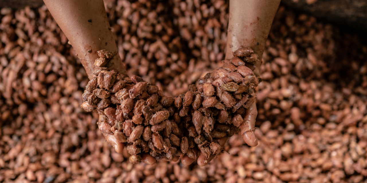 The Origins of Chocolate and the Case for Sustainability